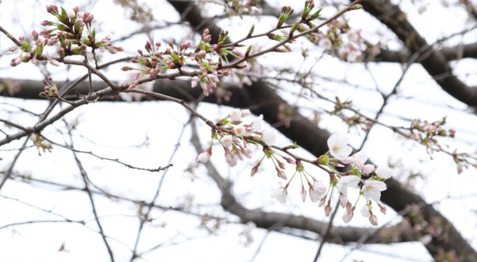 入学式・始業式を待つ桜