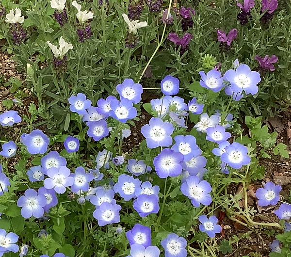 中庭に咲く花、そして卒業生の笑顔