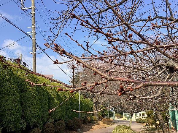 ふくらみ始めた桜のつぼみ