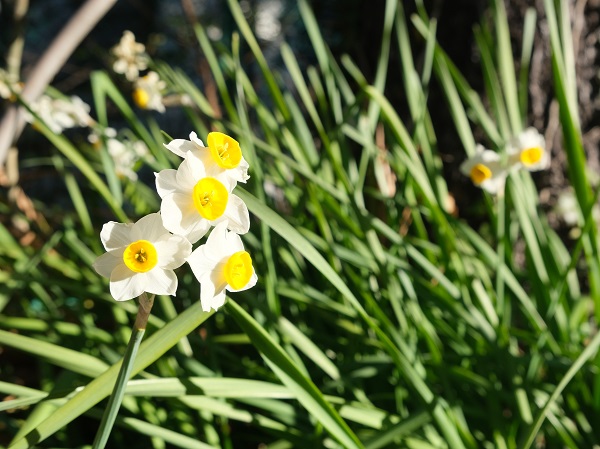 水仙の花の香とともに