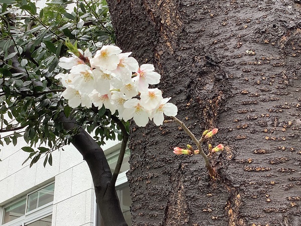 桜が待っていますよ～