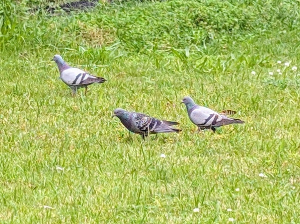 鳩がついばむ通学路