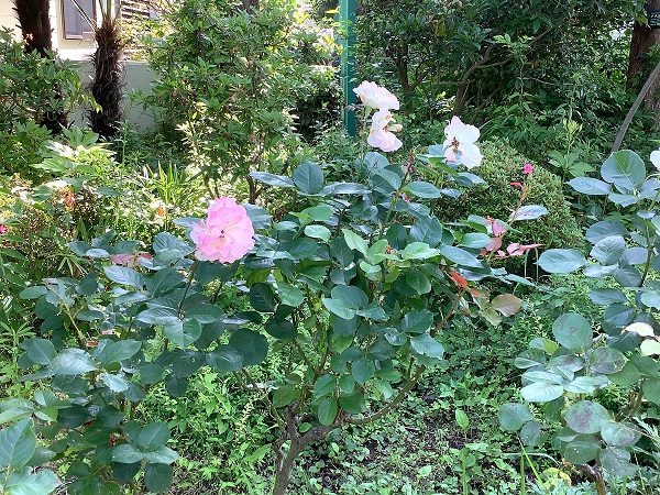 マチルダの花