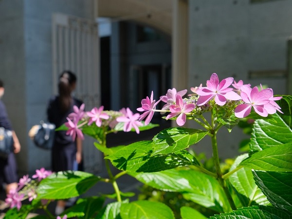 紫陽花の花が咲く道