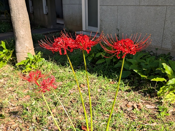 中庭に咲いた彼岸花