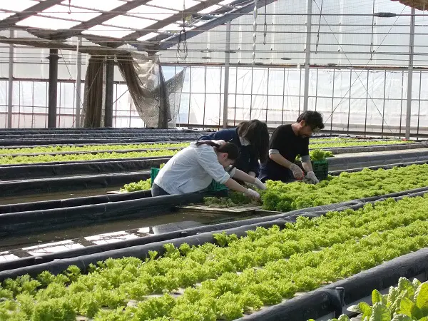 中２総合　農業体験