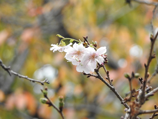 校外学習のあいだに…