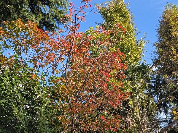 赤く染まった桜の木