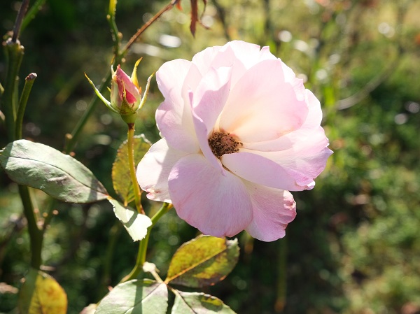 通学路に咲くバラ