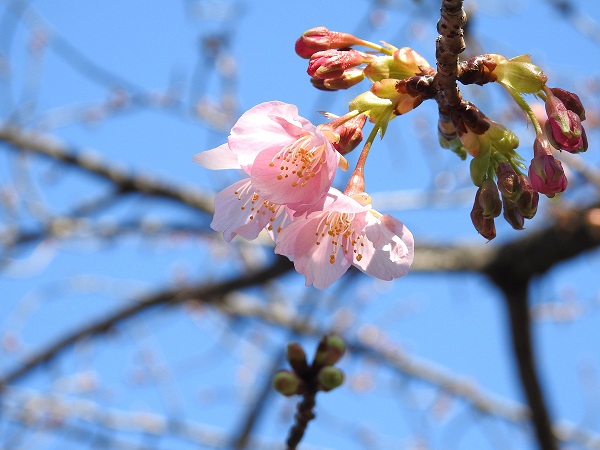河津桜が咲きました！