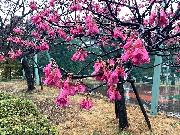 ほぼ満開の寒緋桜